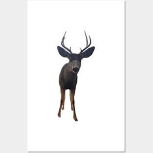 Curious Buck Deer Posters and Art